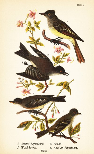 Papamoscas crestado grande, Myiarchus crinitus 1, mosquero oriental, Sayornis phoebe 2, mosquero del este, Contopus virens 3, y papamoscas acadiano, Empidonax virescens 4 de John James (after) Audubon
