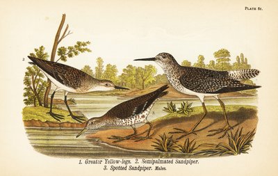 Patas amarillas mayores, Tringa melanoleuca 1, correlimos semipalmeado, Calidris pusilla 2, y andarríos manchado, Actitis macularius 3 de John James (after) Audubon