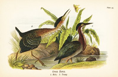 Garcita verde, Butorides virescens, macho 1, joven 2 de John James (after) Audubon