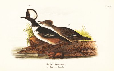 Serreta capuchona, Lophodytes cucullatus, macho 1, hembra 2 de John James (after) Audubon