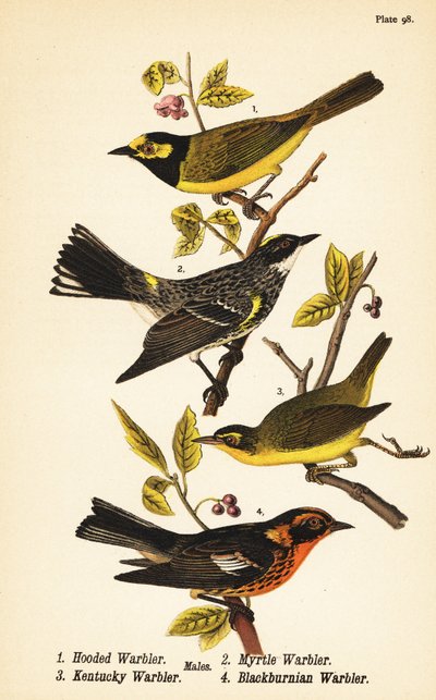Reinita enmascarada, Setophaga citrina 1, reinita de rabadilla amarilla, Setophaga coronata 2, reinita de Kentucky, Geothlypis formosa 3 y reinita de Blackburn, Setophaga fusca 4 de John James (after) Audubon