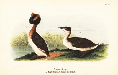 Somormujo cuellirrojo, Podiceps auritus, macho adulto 1, y hembra en plumaje de invierno de John James (after) Audubon