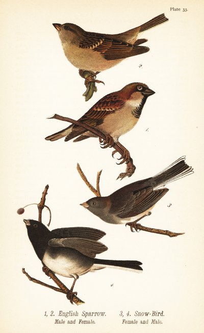 Gorrión común, Passer domesticus, y junco de ojos oscuros, Junco hyemalis de John James (after) Audubon