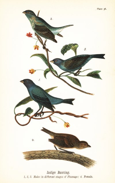 Colorín azul, Passerina cyanea, machos en diferentes etapas de plumaje 1,2,3, y hembra 4 de John James (after) Audubon