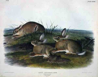 Lepus Artemesia (Liebre de Ajenjo), lámina 88 de 