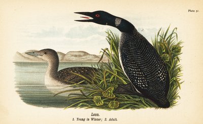 Colimbo grande, Gavia immer, joven en invierno 1, adulto 2 de John James (after) Audubon