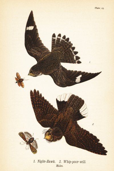 Añapero yanqui, Chordeiles minor 1 y chotacabras cuellirrojo, Antrostomus vociferus, chotacabras cuellirrojo 2, machos de John James (after) Audubon