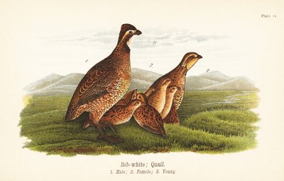 Colín de Virginia, Colinus virginianus de John James (after) Audubon