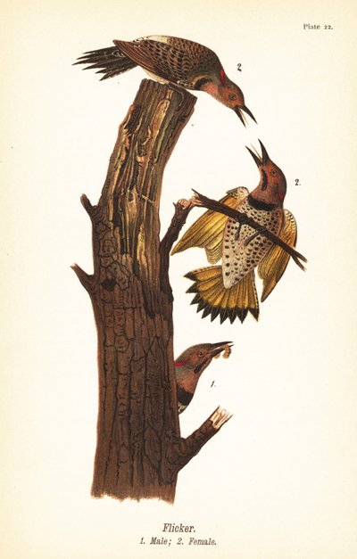 Carpintero escapulario, Colaptes auratus de John James (after) Audubon