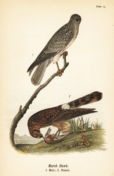 Aguilucho norteño, Circus hudsonius de John James (after) Audubon