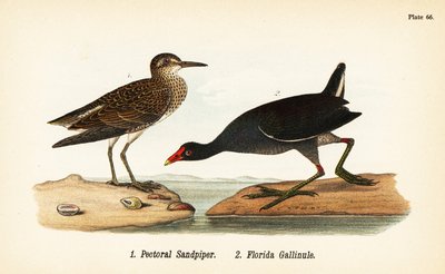 Playero pectoral, Calidris melanotos 1, y gallineta común, Gallinula galeata 2 de John James (after) Audubon