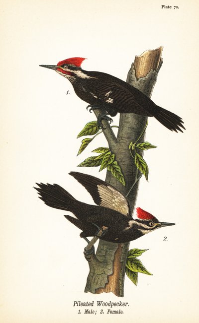 Carpintero pileado, Dryocopus pileatus, macho 1, hembra 2 de John James (after) Audubon