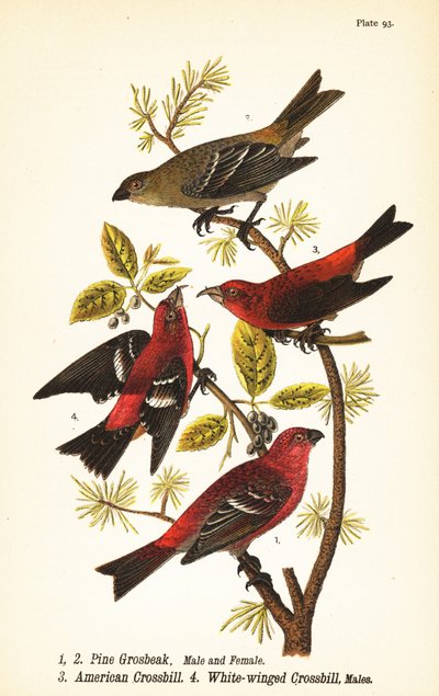 Camachuelo picogrueso, Pinicola enucleator, macho 1, hembra 2, piquicruzado americano o piquicruzado común, Loxia curvirostra 3, piquicruzado aliblanco, Loxia leucoptera 4, machos de John James (after) Audubon