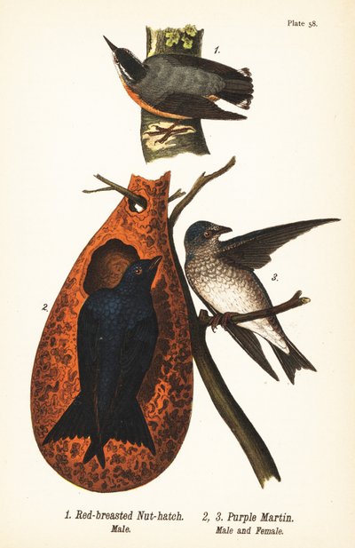 Sita canadiense, Sitta canadensis, macho 1, y golondrina púrpura, Progne subis, macho 2, y hembra 3 de John James (after) Audubon