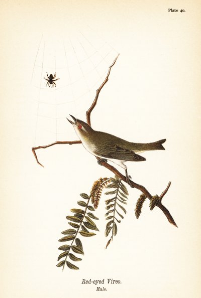 Vireo de ojos rojos, Vireo olivaceus, macho de John James (after) Audubon