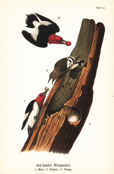 Carpintero cabecirrojo, Melanerpes erythrocephalus, macho 1, hembra 2, joven 3 de John James (after) Audubon
