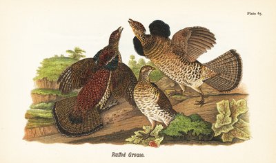 Gallo de bosque, Bonasa umbellus de John James (after) Audubon