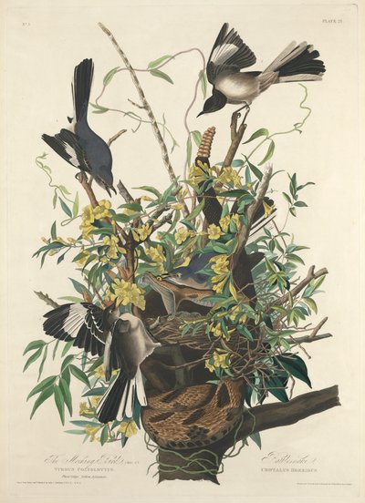 El sinsonte de John James (after) Audubon