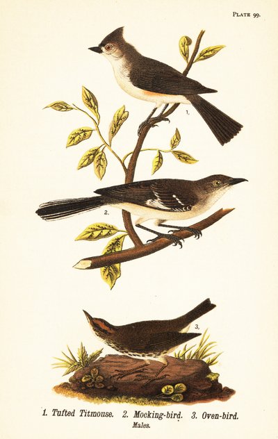 Carbonero copetón, Baeolophus bicolor, sinsonte norteño, Mimus polyglottos y reinita hornera, Seiurus aurocapilla de John James (after) Audubon