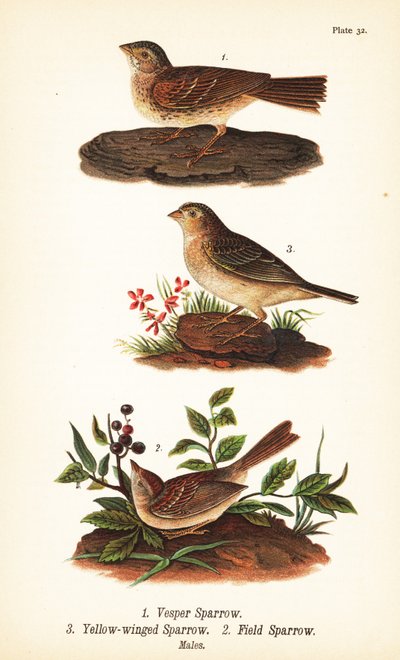 Gorrión vespertino, Pooecetes gramineus 1, gorrión chapulín, Ammodramus savannarum 2 y gorrión de campo, Spizella pusilla 3 de John James (after) Audubon