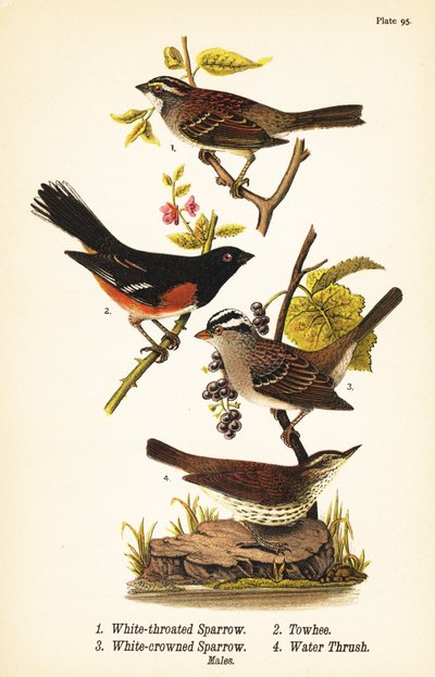 Gorrión de garganta blanca, Zonotrichia albicollis, toquí oriental, Pipilo erythrophthalmus, gorrión de corona blanca, Zonotrichia leucophrys y reinita norteña, Parkesia noveboracensis de John James (after) Audubon
