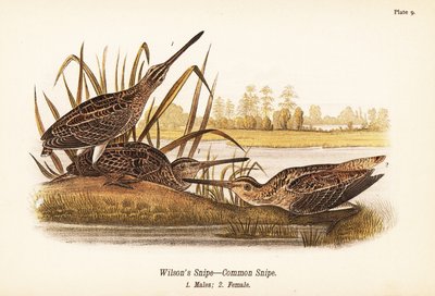 Agachadiza común, Gallinago delicata, machos 1, hembra 2 de John James (after) Audubon