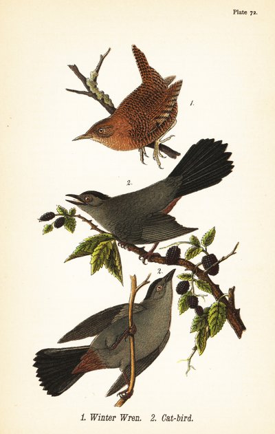 Chochín de invierno, Troglodytes hiemalis 1, y sinsonte gris, Dumetella carolinensis 2 de John James (after) Audubon