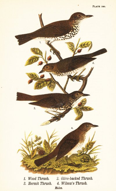 Zorzal de bosque, Hylocichia mustelina 1, zorzal de Swainson, Catharus ustulatus 2, zorzal de lomo oliva o zorzal ermitaño, Catharus guttatus 3, y zorzal leonado o zorzal de Wilson, Catharus fuscescens 4 de John James (after) Audubon