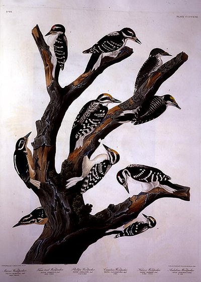 Pájaros carpinteros, de 