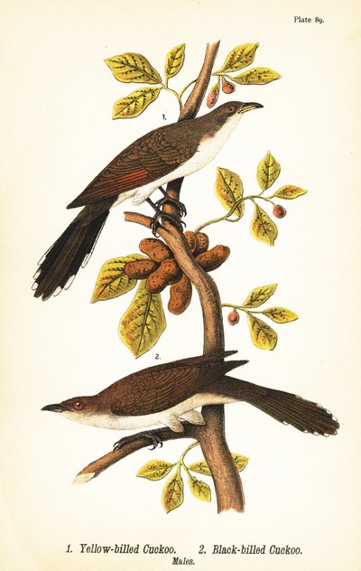 Cuco de pico amarillo, Coccyzus americanus 1, y cuco de pico negro, Coccyzus erythropthalmus 2, machos de John James (after) Audubon