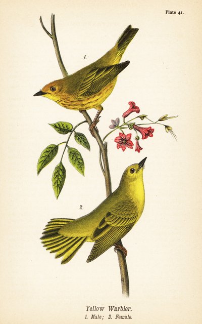 Reinita amarilla, Setophaga petechia, macho 1, hembra 2 de John James (after) Audubon