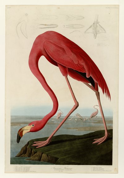 431 Flamenco americano de John James Audubon