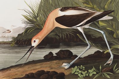 Avoceta americana, Recurvirostra Americana, de "Las aves de América" por John J. Audubon, pub. 1827-38 de John James Audubon