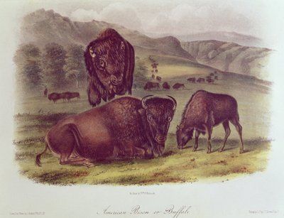 Bisonte americano o búfalo, de 