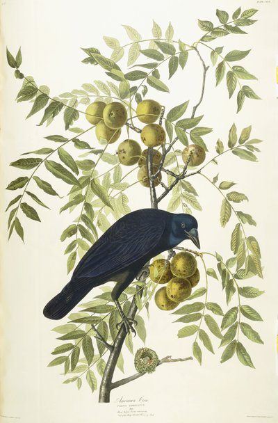 Cuervo americano, 1833 de John James Audubon