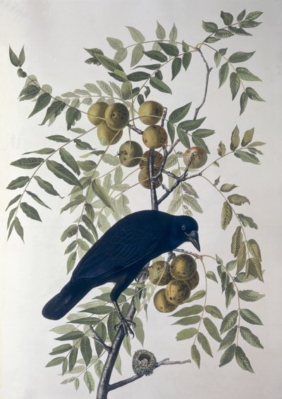 Cuervo Americano, de Aves de América de John James Audubon