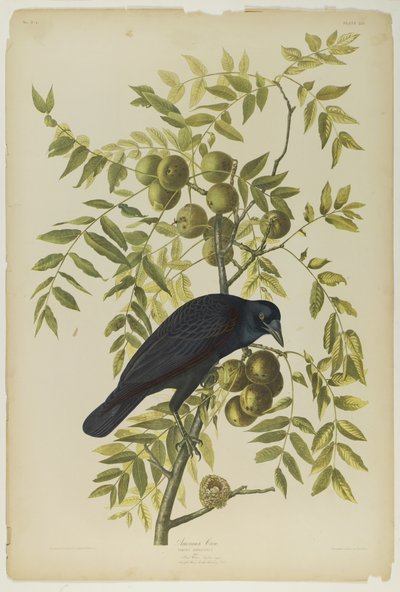 Cuervo americano, impreso por Julien Bien y publicado por Roe Lockwood & Son, 1861 de John James Audubon