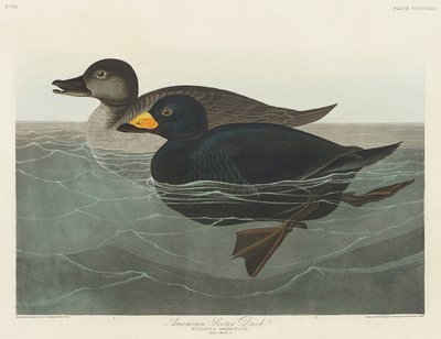  de John James Audubon