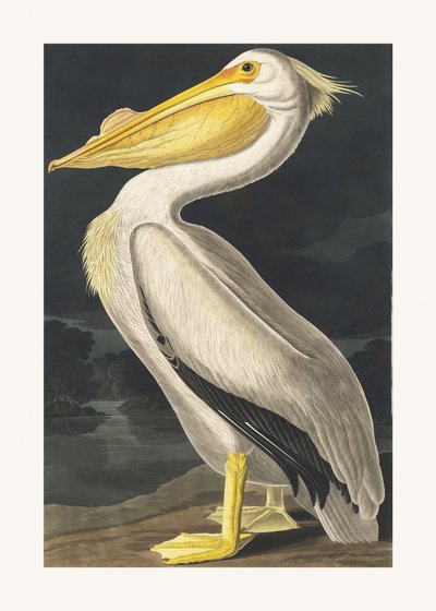 de John James Audubon
