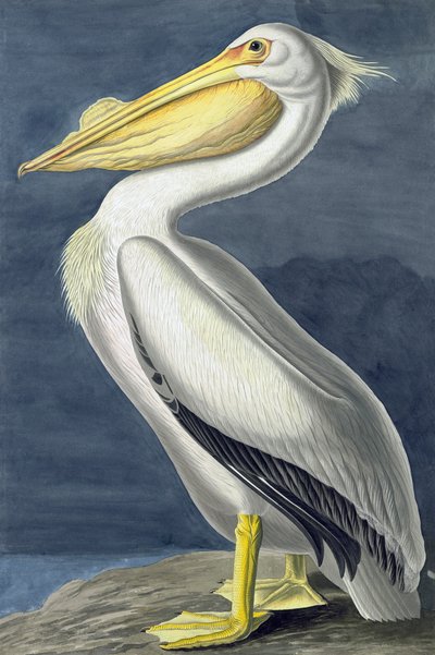 Pelícano blanco americano, Pelecanus Erythrorhynchos, de "Las aves de América" por John J. Audubon, pub. 1827-38 de John James Audubon
