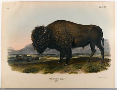 Bisonte o búfalo americano de John James Audubon