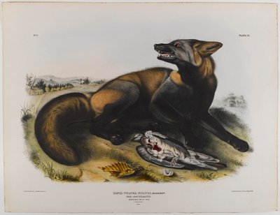 Zorro cruzado americano de John James Audubon