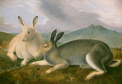  de John James Audubon
