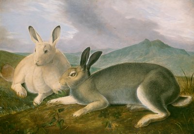 Liebre Ártica, c.1841 de John James Audubon