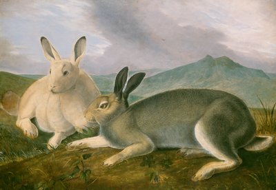 Liebre ártica de John James Audubon