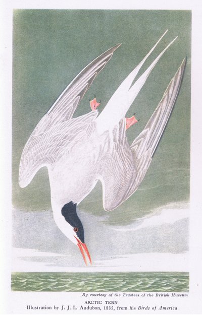 Charrán ártico de John James Audubon