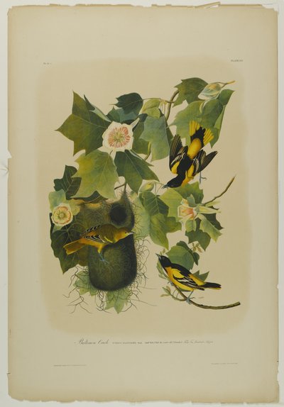 Oriol de Baltimore, impreso por Julien Bien y publicado por Roe Lockwood & Son, 1861 de John James Audubon
