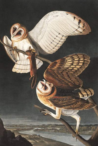 Lechuza común, Tyto Alba, de "Las aves de América" por John J. Audubon, pub. 1827-38 de John James Audubon
