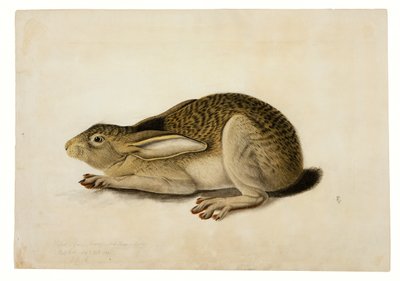 Liebre de cola negra de John James Audubon
