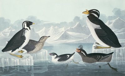 Guillemot de garganta negra, Alca de pico noblado, Alca de cresta rizada, Guillemot de pico cornudo, dibujado de la naturaleza de John James Audubon